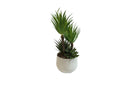 White Pot Succulent Plant 23cm