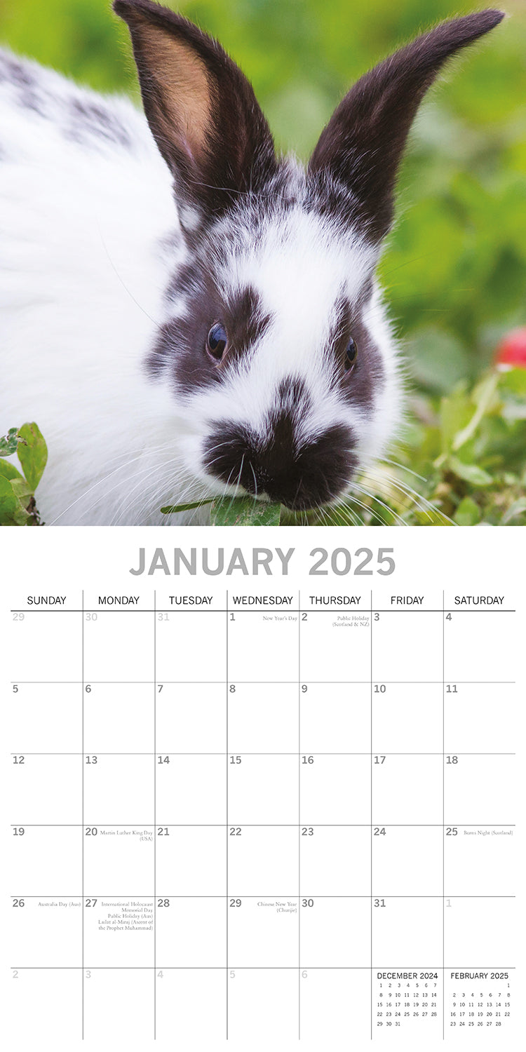 Cute Bunnies - 2025 Square Wall Calendar Pets Animals 16 Months Premium Planner