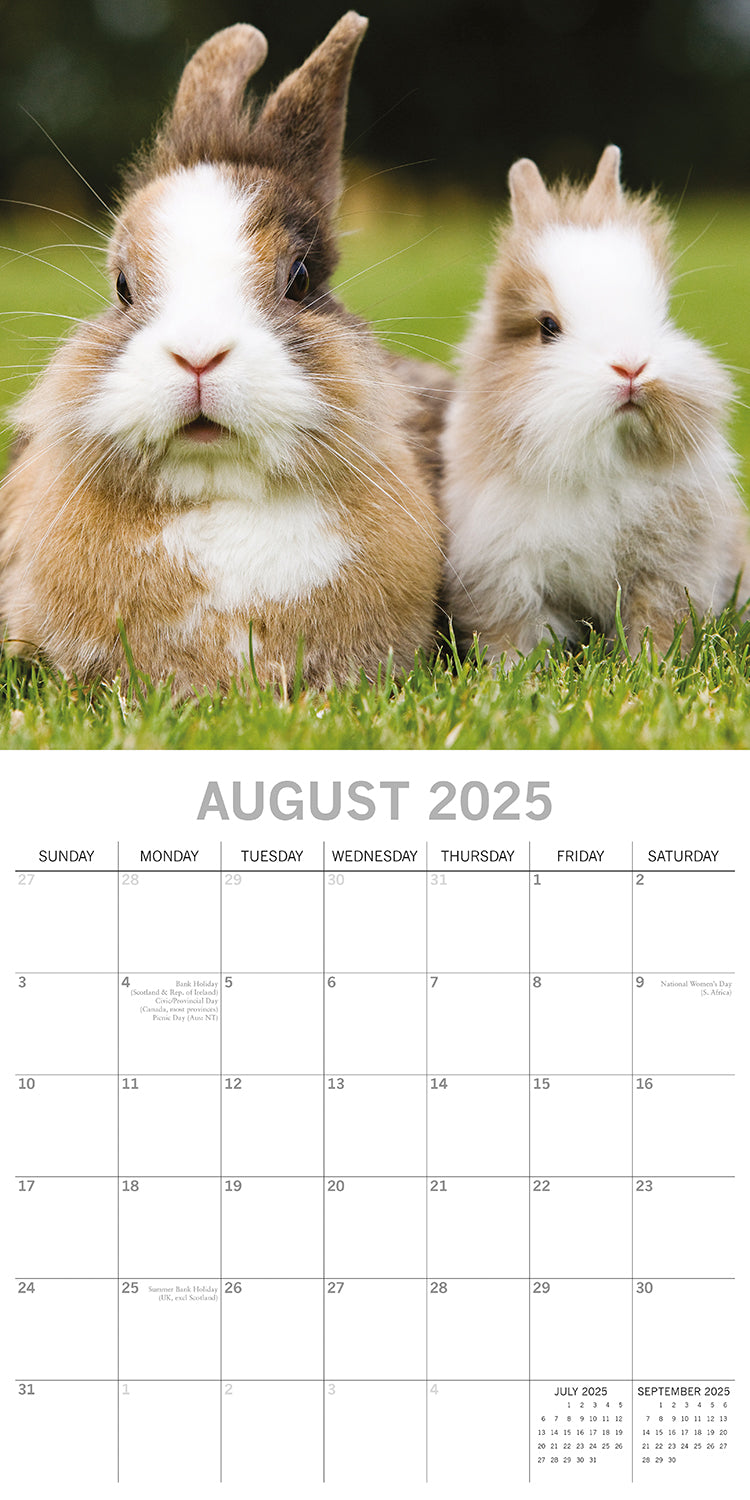 Cute Bunnies - 2025 Square Wall Calendar Pets Animals 16 Months Premium Planner