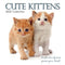 Cute Kittens - 2025 Square Wall Calendar Pets Animals 16 Months Premium Planner