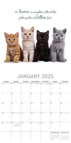 Cute Kittens - 2025 Square Wall Calendar Pets Animals 16 Months Premium Planner