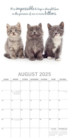 Cute Kittens - 2025 Square Wall Calendar Pets Animals 16 Months Premium Planner