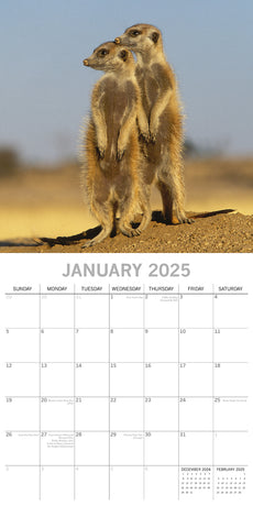 Meerkats - 2025 Square Wall Calendar Pets Animals 16 Months Premium Planner Gift