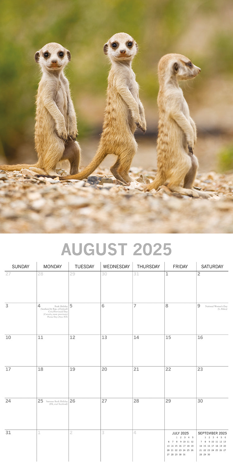 Meerkats - 2025 Square Wall Calendar Pets Animals 16 Months Premium Planner Gift