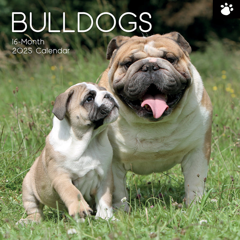 Bulldogs - 2025 Square Wall Calendar Dogs Pets Animals 16 Months Premium Planner