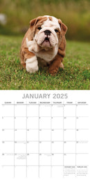 Bulldogs - 2025 Square Wall Calendar Dogs Pets Animals 16 Months Premium Planner