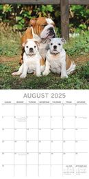 Bulldogs - 2025 Square Wall Calendar Dogs Pets Animals 16 Months Premium Planner