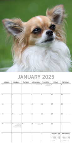 Chihuahuas 2025 Square Wall Calendar Dogs Pets Animals 16 Months Premium Planner