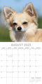 Chihuahuas 2025 Square Wall Calendar Dogs Pets Animals 16 Months Premium Planner