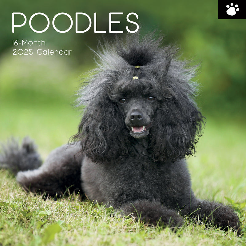 Poodles - 2025 Square Wall Calendar Dogs Pets Animals 16 Months Premium Planner