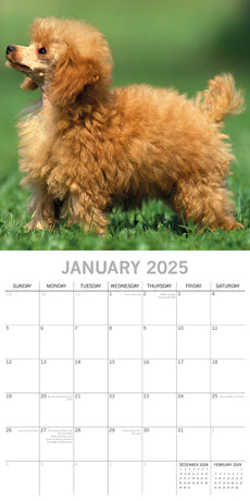 Poodles - 2025 Square Wall Calendar Dogs Pets Animals 16 Months Premium Planner