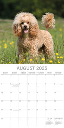 Poodles - 2025 Square Wall Calendar Dogs Pets Animals 16 Months Premium Planner