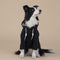 XL Black Cute Dog Hoodie with Adjustable Drawstring - Available in Various Sizes