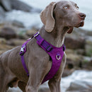 Lightweight Harness Purple 2XS