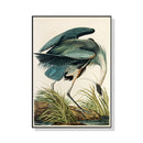 50cmx70cm Great Blue Heron By John James Audubon Black Frame Canvas Wall Art