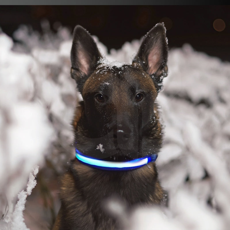 Floofi Solar USB Rechargable LED Dog Collar (M Blue) - PT-DC-136-QQQ