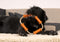 Major Dog Scuffle Dummy Small - Tug Toy