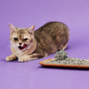 PETKIT 5 In1 Mixed Cat Litter